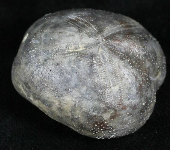 Cretaceous Fossil Sea Urchin (Hemiaster) - Texas #26822